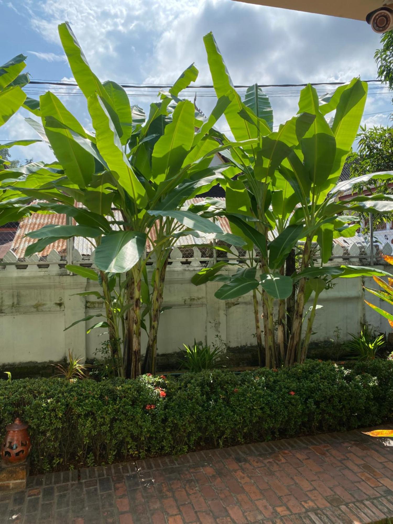 Luang Prabang Residence & Travel Екстериор снимка